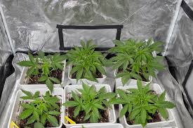 Your Complete Guide to Cannabis Seeds California Your Complete Guide to Cannabis Seeds California