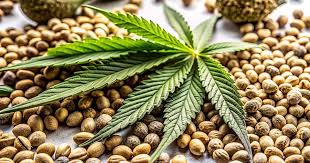 Your Complete Guide to Cannabis Seeds California Your Complete Guide to Cannabis Seeds California
