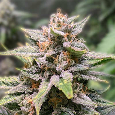 Your Complete Guide to Cannabis Seeds California Your Complete Guide to Cannabis Seeds California